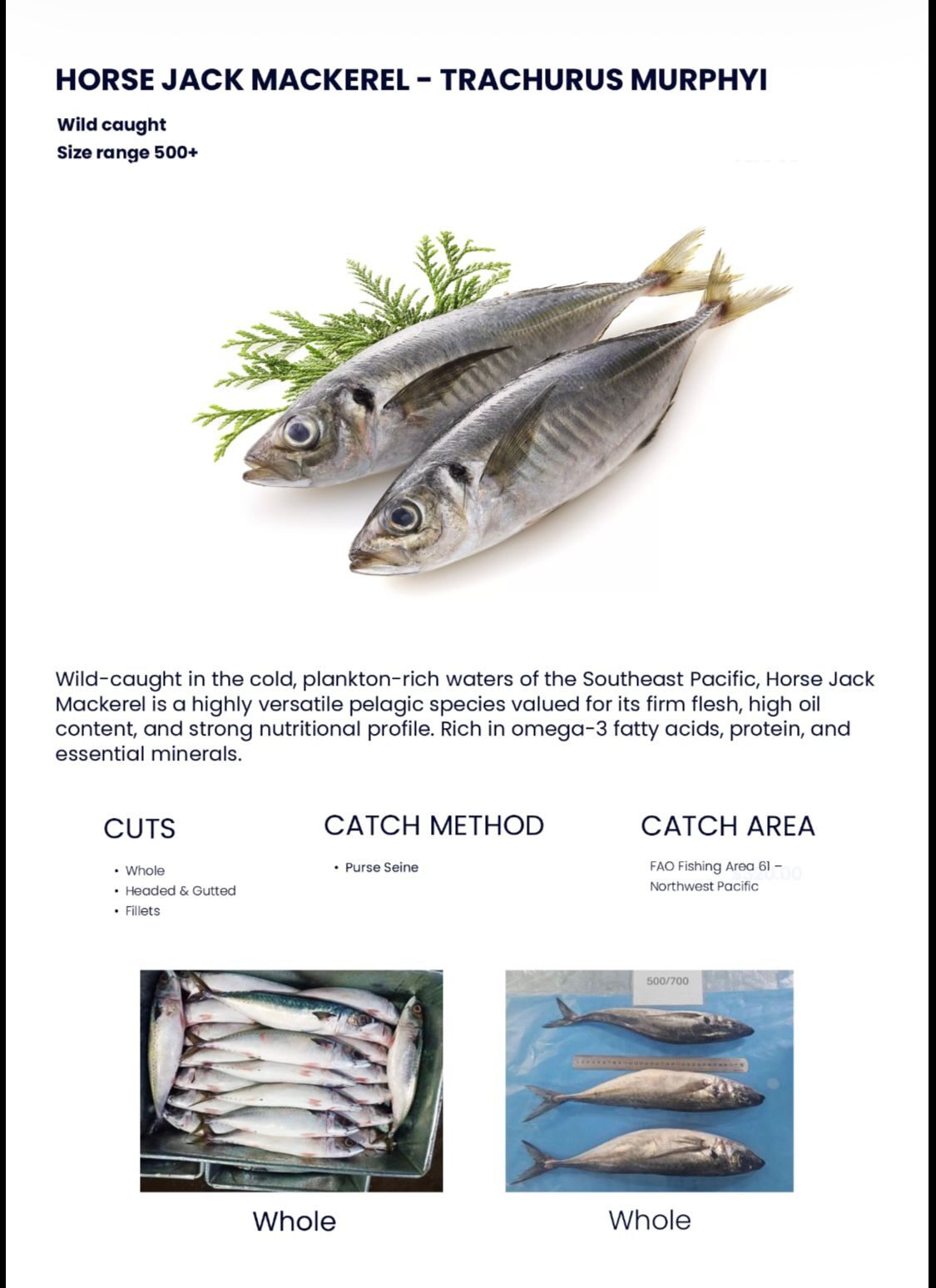 Horse Jack Mackerel Datenblatt